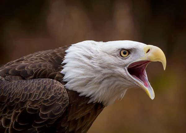 A Good Name for an Eagle Chicken Hybrid